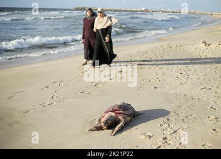 Gaza, Palästina. 21. September 2022. Eine große Meeresschildkröte, die am Strand westlich von Gaza City gesehen wurde. Kredit: SOPA Images Limited/Alamy Live Nachrichten Stockfoto