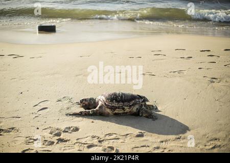 Gaza, Palästina. 21. September 2022. Eine große Meeresschildkröte, die am Strand westlich von Gaza City gesehen wurde. (Foto von Mahmoud Issa/SOPA Images/Sipa USA) Quelle: SIPA USA/Alamy Live News Stockfoto