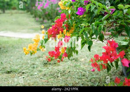 Der Anbau von mehrfarbigen Bougainvillea blüht in Nha Trang Vietnam Stockfoto