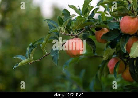 Äpfel auf einem Baum in einem Obstgarten Stockfoto