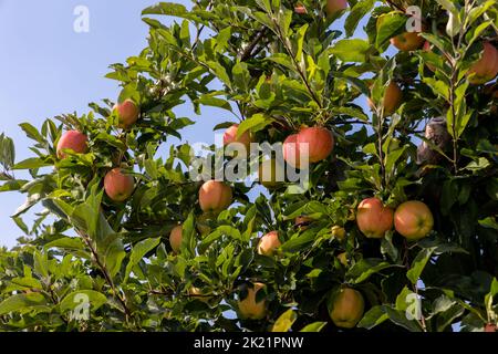 Äpfel auf einem Baum in einem Obstgarten Stockfoto