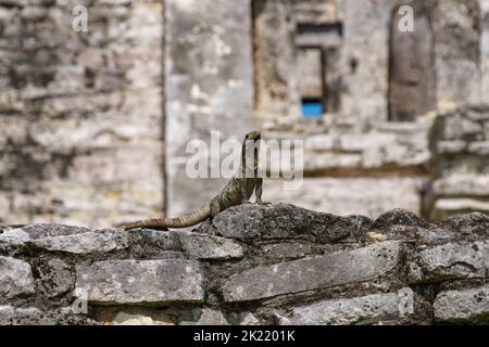 Iguana thront majestätischen auf einer Steinmauer vor den maya-Ruinen in Tulum, Mexiko Stockfoto