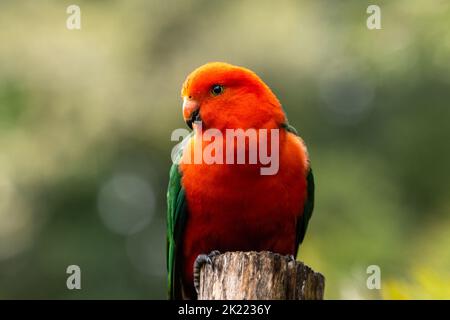 Australian King Papagei auf einem Stumpf mit einem sauberen grünen Hintergrund thront (Alisterus scapularis) Stockfoto