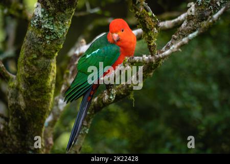 Australian King Papagei auf einem Stumpf mit einem sauberen grünen Hintergrund thront (Alisterus scapularis) Stockfoto