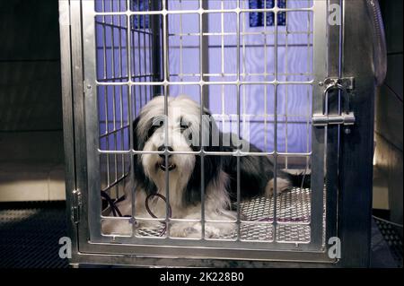 Schäferhund, der ZOTTELIGE HUND, 2006 Stockfoto