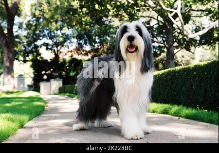 Schäferhund, der ZOTTELIGE HUND, 2006 Stockfoto