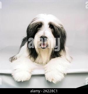 Schäferhund, der ZOTTELIGE HUND, 2006 Stockfoto