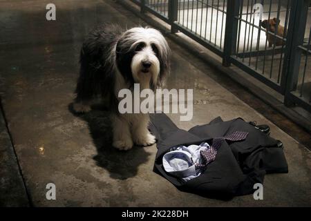 Schäferhund, der ZOTTELIGE HUND, 2006 Stockfoto