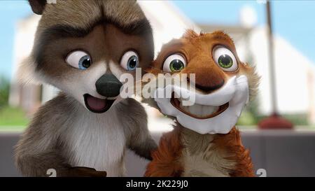 WASCHBÄR, HAMMY, ÜBER DER HECKE, 2006 Stockfoto