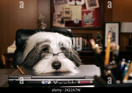 Schäferhund, der ZOTTELIGE HUND, 2006 Stockfoto