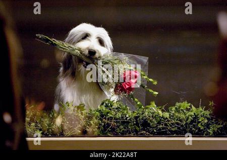 Schäferhund, der ZOTTELIGE HUND, 2006 Stockfoto