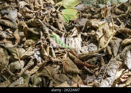 Kleine grüne Eidechse, die sich in der Ebene versteckt und in einem Haufen getrockneter Blätter zu sehen ist. In Tulum, Mexiko. Stockfoto