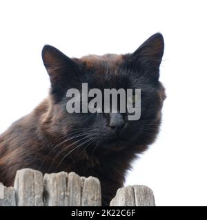Porträt einer schwarzen streunenden Katze auf weißem Hintergrund Stockfoto