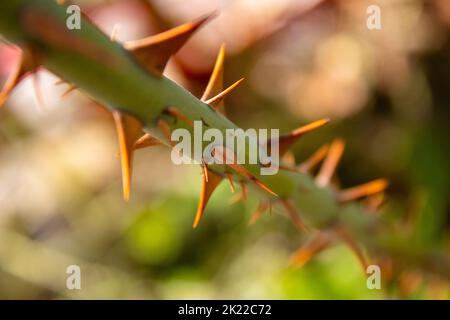 Rosenzweig und Dorn. Makro Stockfoto