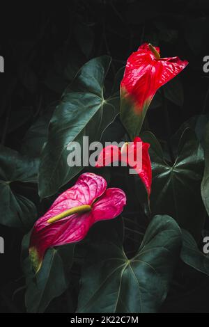 anthurium-Blüten, auch bekannt als Rückenblume, Flamingo und Lakeleaf, wachsartige rote und rosa Farbe Blume Pflanze auf einem dunklen launischen Hintergrund Stockfoto