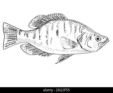 Cartoon-Stil Linienzeichnung eines weißen crappie Pomoxis annularis, goldring oder Silberbarsch ein Süßwasserfisch endemisch in Nordamerika mit Halbton do Stockfoto