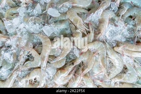 Frische weiße Garnelen auf zerkleinertem Eis zum Verkauf auf dem Markt. Rohe Garnelen zum Kochen im Fischrestaurant. Seenahrungsmittelindustrie. Schalentier. Garnelen Stockfoto