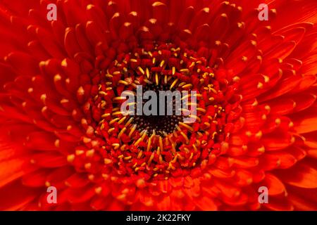 Nahaufnahme einer roten Gerbera-Blume. Stockfoto
