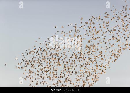 Knoten-Calidris-Canutus, Flockfliegen, RSPB Snettisham Nature Reserve, Norfolk, England, September Stockfoto