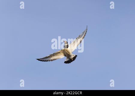 Eurasischer Austernfischer Haematopus ostralegus, Flug für Erwachsene, RSPB Snettisham Nature Reserve, Norfolk, England, September Stockfoto