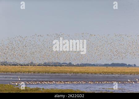 Knoten-Calidris-Canutus, Herde, die über dem eurasischen Austernfischer Haematopus ostralegus fliegt, Herde, die auf Schlamm steht, RSPB Snettisham Nature Reserve, Norfolk Stockfoto