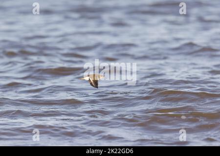 Gewöhnlicher Sandpiper Actitis hypoleucos, Erwachsener fliegt über die Nordsee, RSPB Snettisham Nature Reserve, Norfolk, England, September Stockfoto