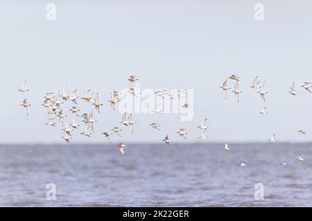 Knoten-Calidris-Canutus, Flockfliegen, RSPB Snettisham Nature Reserve, Norfolk, England, September Stockfoto