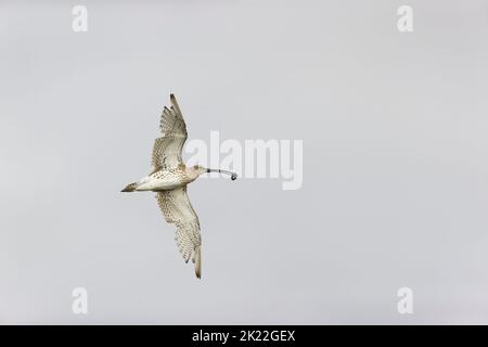 Eurasischer Curlew Numenius arquata, Erwachsener, der mit Beute fliegt, Suffolk, England, September Stockfoto