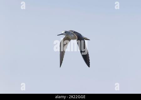 Gewöhnlicher Grünschenkel Tringa nebularia, Erwachsenenflug, Suffolk, England, September Stockfoto