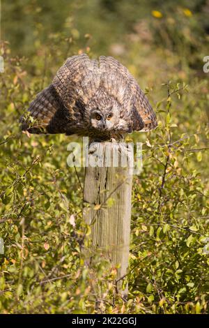 Langohreule ASIO otus, Erwachsener, der in Verteidigungspose auf dem Posten thront, Suffolk, England, September, kontrollierte Bedingungen Stockfoto