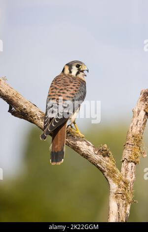 Amerikanischer Turmfalken Falco sparverius, unreifer Mann, der auf einem Ast thront und unter kontrollierten Bedingungen ruft Stockfoto