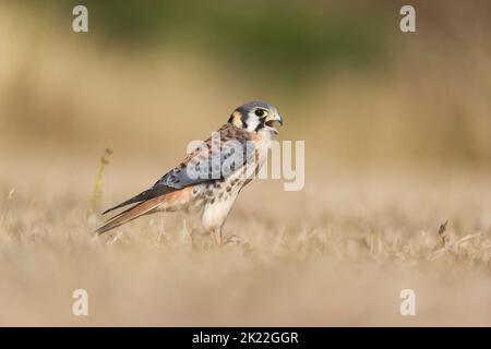 Amerikanischer Turmfalken Falco sparverius, unreifer Rüde, der auf Gras steht, ruft, kontrollierte Bedingungen Stockfoto