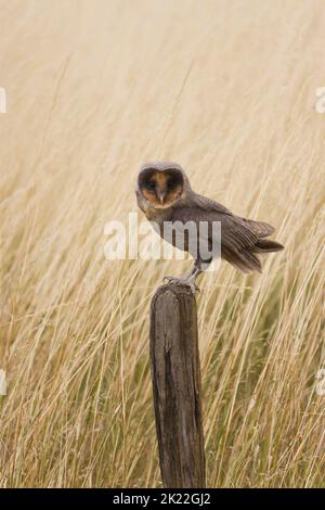 Stallkauz Tyto alba, Erwachsene melanistische Phase auf dem Postweg, Suffolk, England, August, kontrollierte Bedingungen Stockfoto