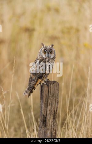 Langohreule ASIO otus, Erwachsener auf dem Postweg, Suffolk, England, September, kontrollierte Bedingungen Stockfoto