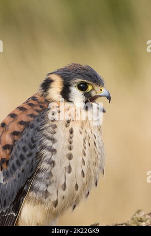 Amerikanischer Turmfalken Falco sparverius, unreifer männlicher Ruf, kontrollierte Zustände Stockfoto