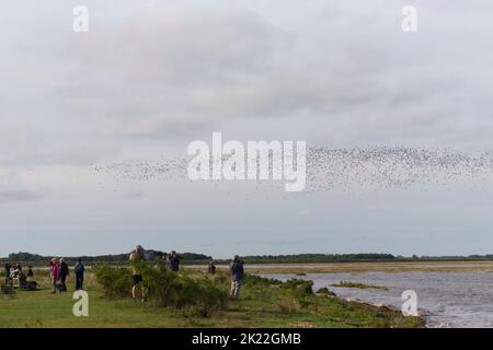 Knoten-Calidris-Canutus, Herde, die über Vogelbeobachtern fliegt, RSPB Snettisham Nature Reserve, Norfolk, England, September Stockfoto