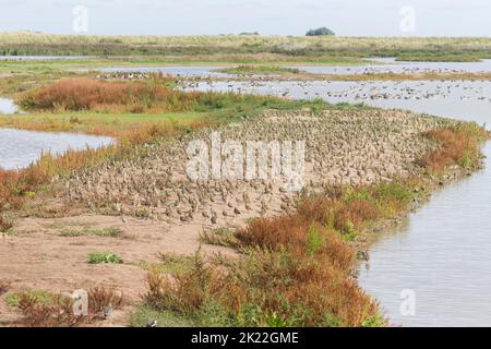 Goldener Pflüger Pluvialis apricaria, Herde im Wintergefieder, die auf der Insel mit der Greylag-Gans Anser anser steht, Herde schwimmend im Hintergrund Stockfoto