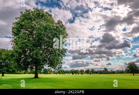 Irische Landschaft mit Baum unter dramatischem Himmel im Sommer. Bild aufgenommen im Public Park von Malahide Castle, in Malahide, Irland. Stockfoto