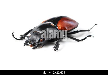 Kühne und schöne Käfer. Studioaufnahme eines roten und schwarzen Käfers isoliert auf Weiß. Stockfoto