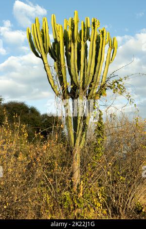 Der Candelabra-Baum ist ein Mitglied der Familie der Eforbia. Sie sind Kakteen ähnlich, da sie Anpassungen zur Wassereinsparung haben und durch Stacheln geschützt sind Stockfoto