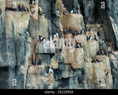 Dickschnabelkolonie Murres an der Vogelklippe Alkefjellet. Heimat von über 60.000 Paaren von Brunnichs Guillemots. Hinloopen, Spitzbergen, Spitzbergen. Stockfoto