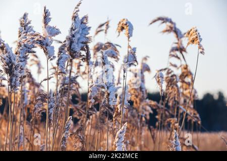 Trockenes Küstenschilf mit Schnee bei Sonnenschein an einem Wintertag, Nahaufnahme mit weichem selektivem Fokus. Abstraktes Naturfoto Stockfoto