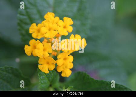 Nahaufnahme von gelben tropischen Blumen Stockfoto