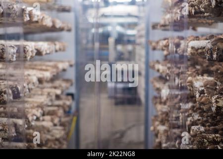 Shiitake-Pilze, die in einer vertikalen Pilzfarm auf Substrat angebaut werden. Stockfoto