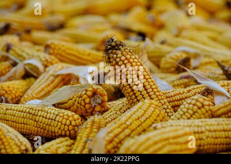 Aus der Sammlung wurden große Maishaufen auf die Felder gelegt. Landwirtschaft Maisernte Landwirtschaft auf dem Feld. Stockfoto