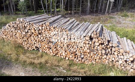 Draufsicht auf einen Baumstapel am Waldrand Stockfoto