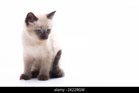 Ein kleines Kätzchen sitzt und schaut nachdenklich. Isoliert auf weißem Hintergrund. Warenkonzept für Katzen, Tierklinik und Tierhandlung. Hochwertige Fotos Stockfoto