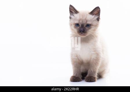 Ein kleines Kätzchen sitzt und schaut nachdenklich. Isoliert auf weißem Hintergrund. Warenkonzept für Katzen, Tierklinik und Tierhandlung. Hochwertige Fotos Stockfoto