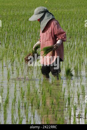 Nakhon Sawan, Thailand. 21. September 2022. Wanna Aunusat, (30) pflanzt Reisprossen auf ihrem Reisfeld in der Provinz Nakhon Sawan, nördlich von Bangkok. Kredit: SOPA Images Limited/Alamy Live Nachrichten Stockfoto