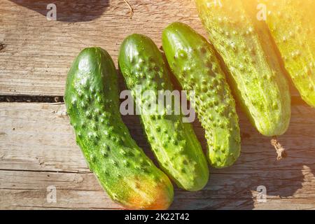 Blüte und Frucht von Gurken. Grüne Gurken. Gelbe Blume am Ast. Gurken im Gewächshaus anbauen. Gemüsefarm im Dorf. Stockfoto